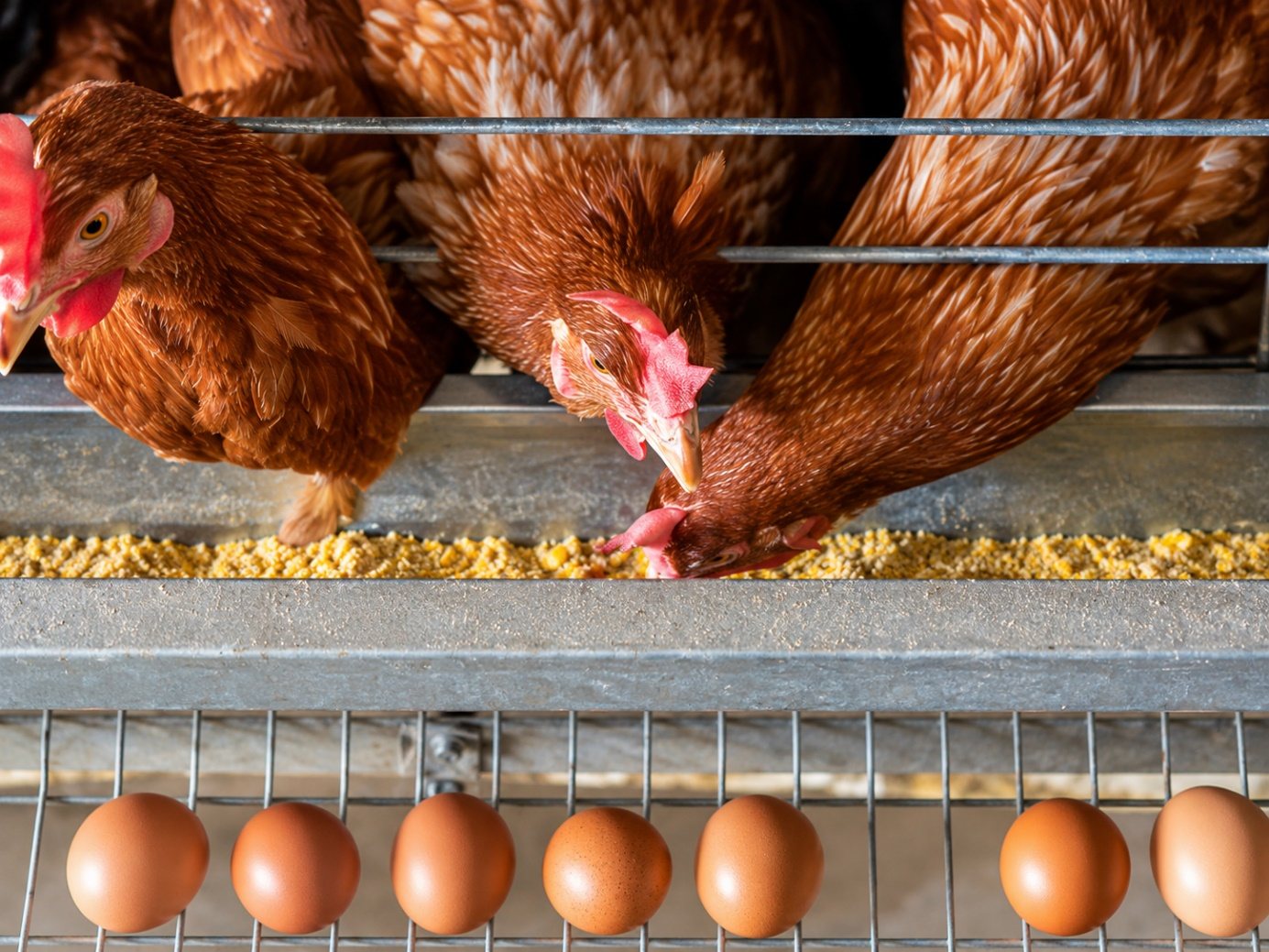 Alimentation animale